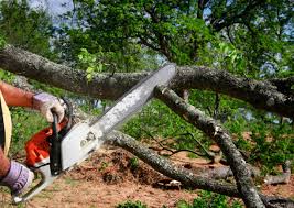 Best Arborist Consultation Services  in Ptland, OR