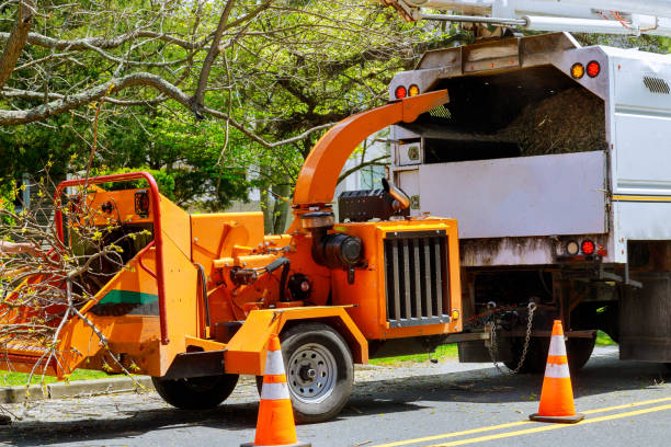 Professional Tree Services in Portland, OR