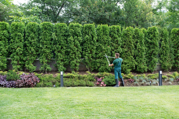 How Our Tree Care Process Works  in  Portland, OR