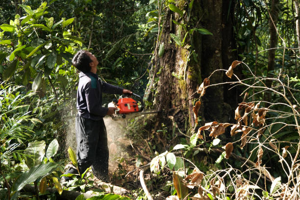 Best Tree Removal  in Ptland, OR